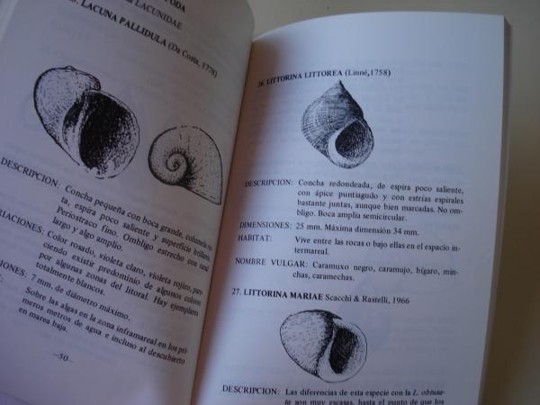 Moluscos gasterpodos de Galicia